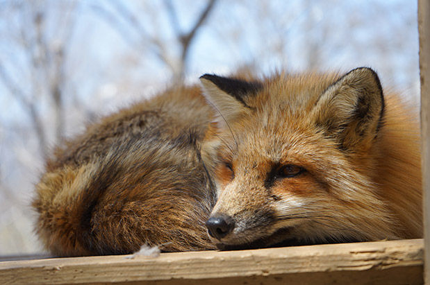 DSC05200_br