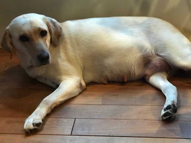 妊娠60日 動物介在教育 Animal Assisted Education