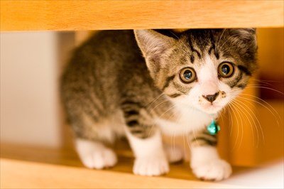「大学一人暮らしで猫飼ってるやつ」 ←おらんか?