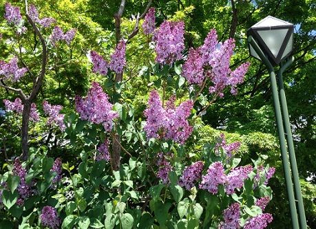 lilac