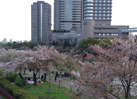 sakura_osaka