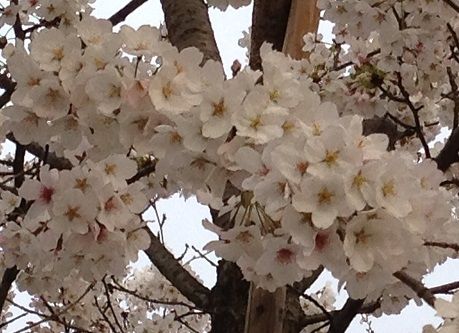 sakura