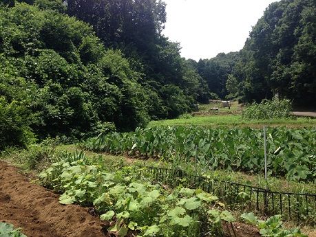 kurokawa_satoyama3