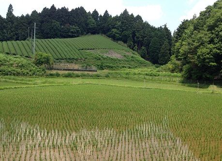 yagyuchabatake