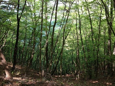3gozenyama