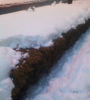 snow299212