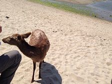 20deer