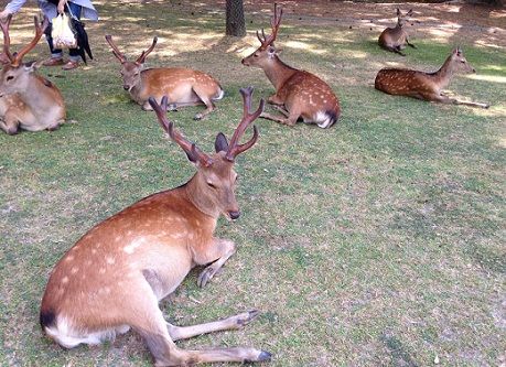 naraparkdeer