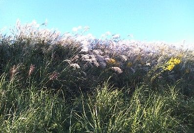 pampas3