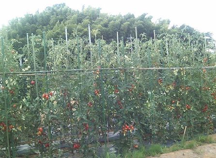 tomato1