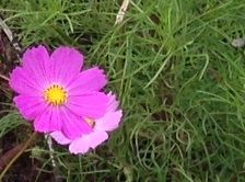 1cosmos