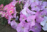 Blume_jul1