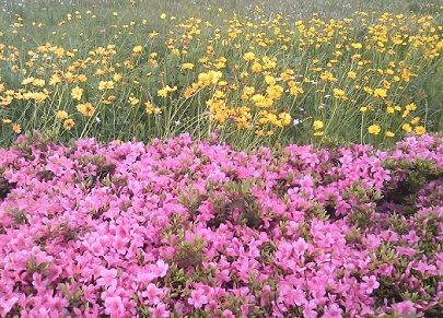 flowers310511