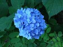2ajisai