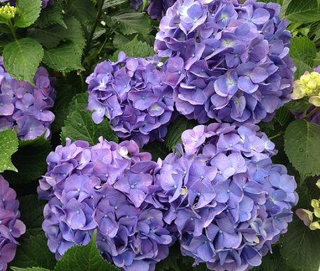 紫陽花1s