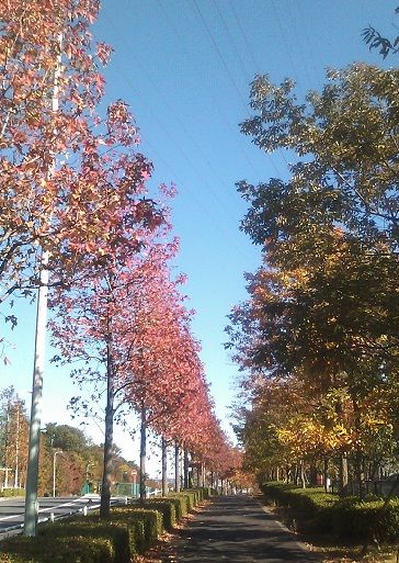 walk1121a
