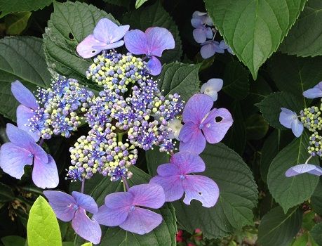 国立能楽堂紫陽花1s