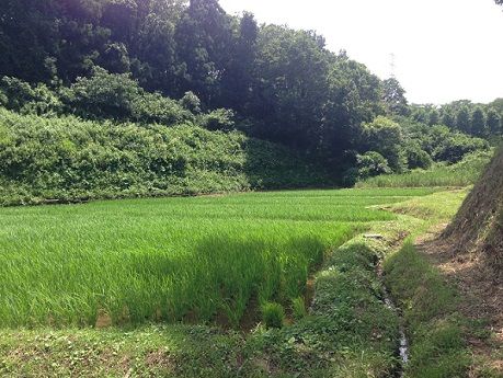 kurokawa_satoyama2