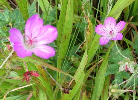 15flower