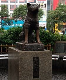 hachiko