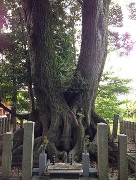 9kubitsuka