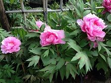 2botanp