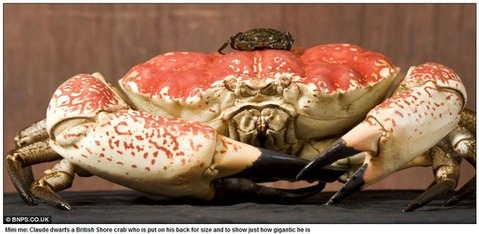 crab-monster3