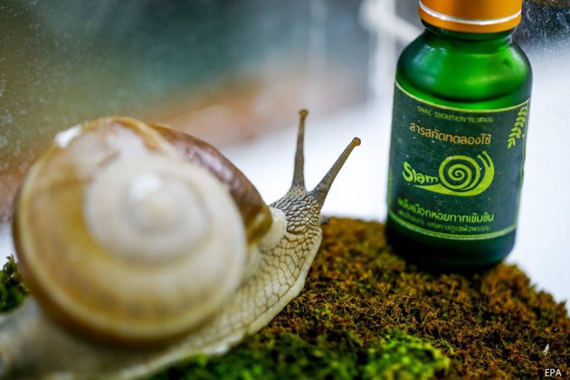Siam-Snail-2-630x420