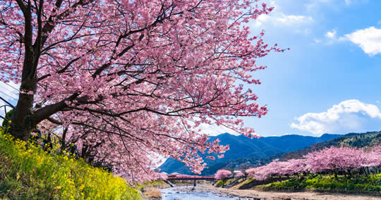 kawazu-sakura1