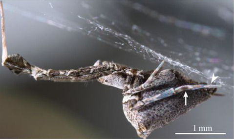 150206spider