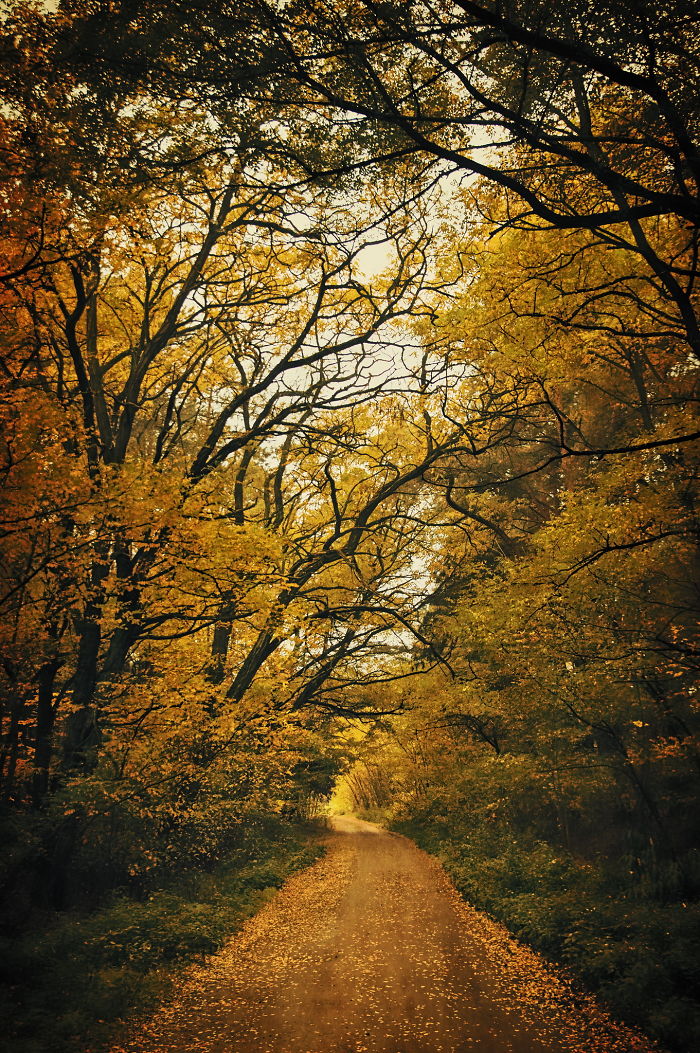 avenue17