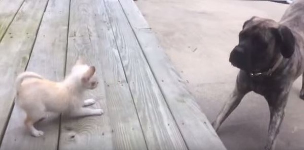 キャプチャ