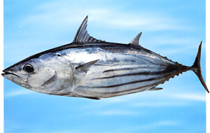 katsuo
