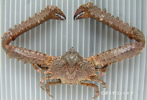 hosoudehisigani