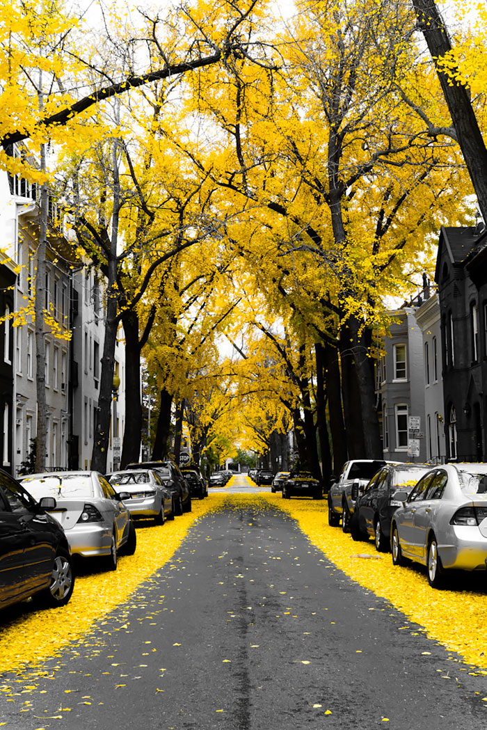 avenue4