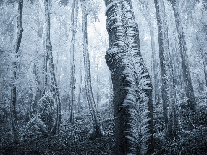 beautiful-mysterious-forests-5__880