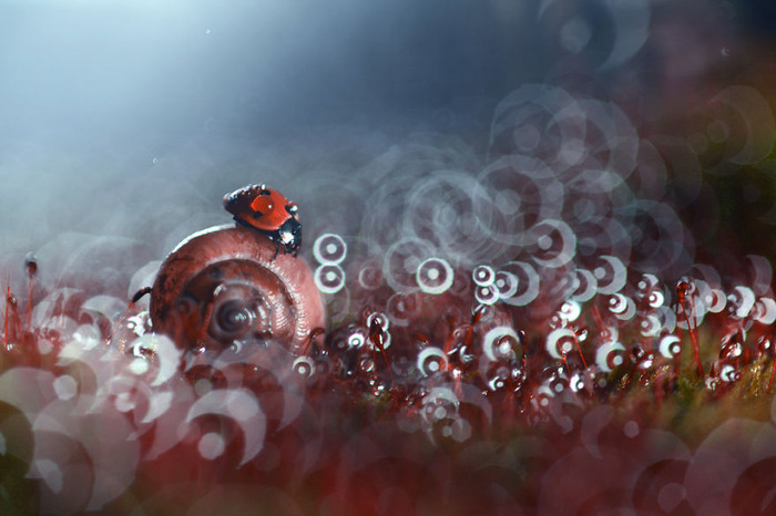 macro5