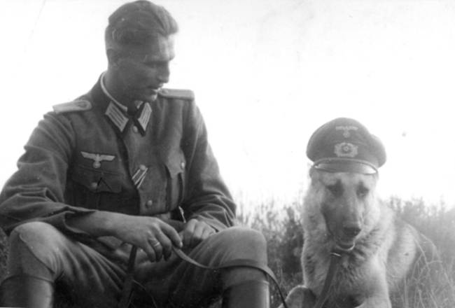 dogs13