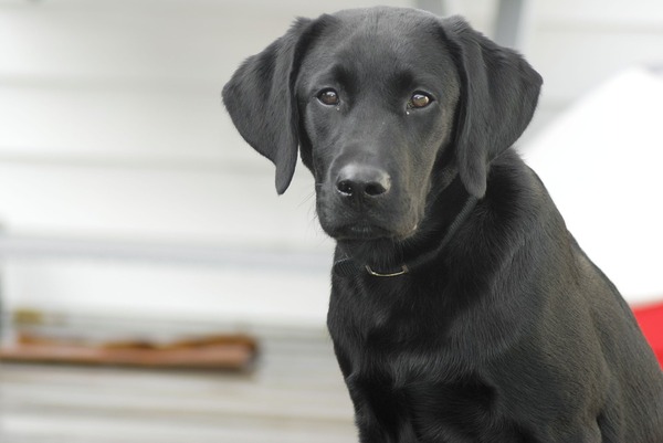 dog-862937_960_720