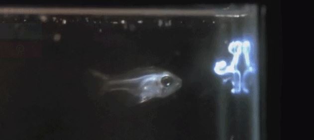 キャプチャ1