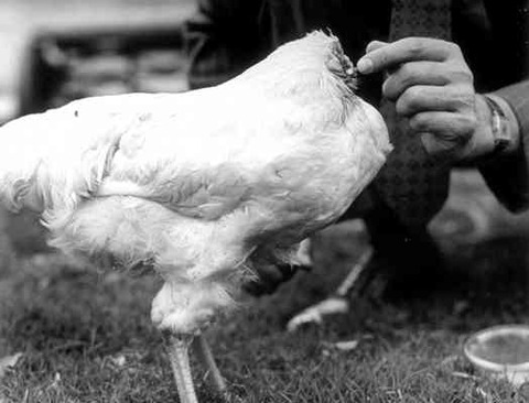 chicken