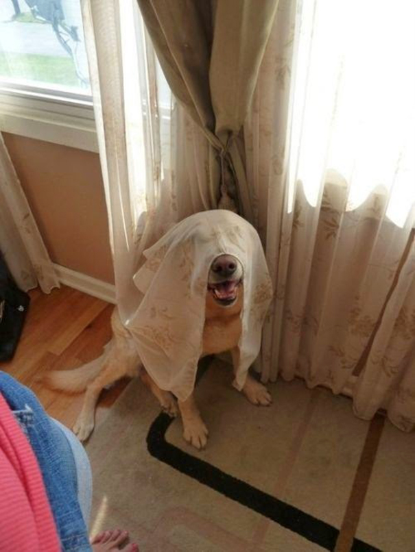 dog6