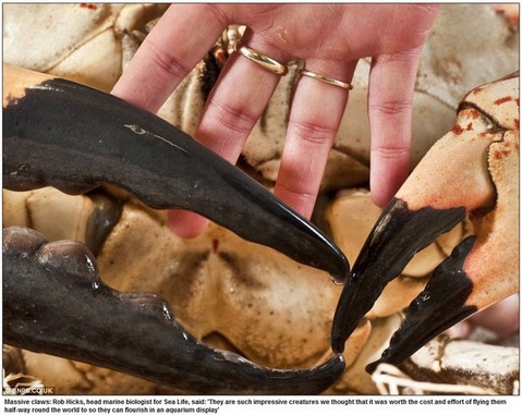crab-monster5n