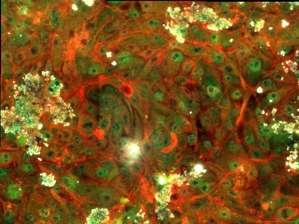 cell