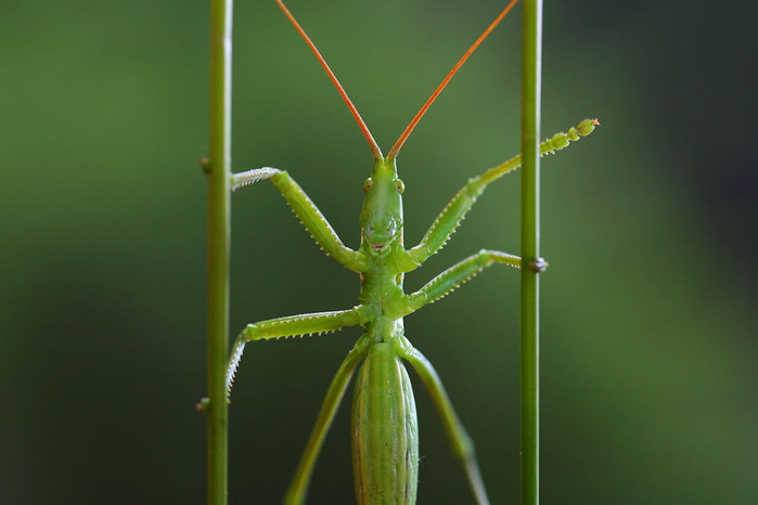 macro3