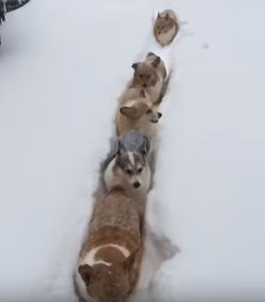 キャプチャ