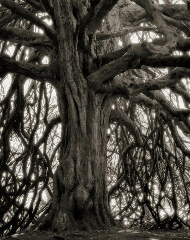 tree18