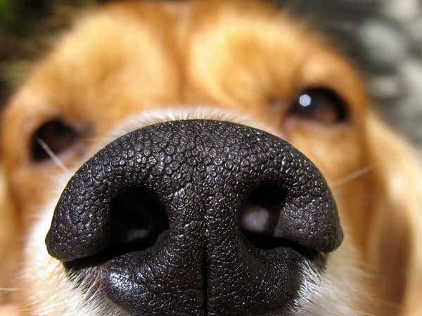 dogs2