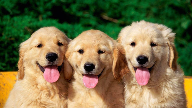 dogs9