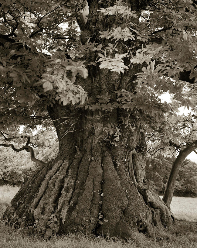 tree13